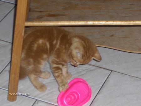 my cat